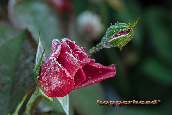 43576 10 2015 Kopperhead