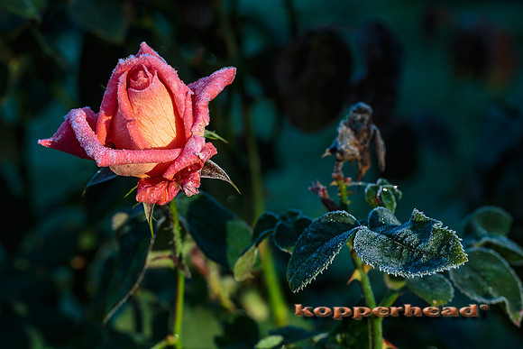 43457 10 2015 Kopperhead