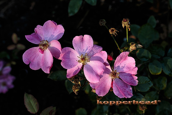 43584 10 2015 Kopperhead