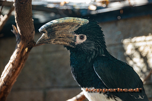 50312 10 2022 Kopperhead