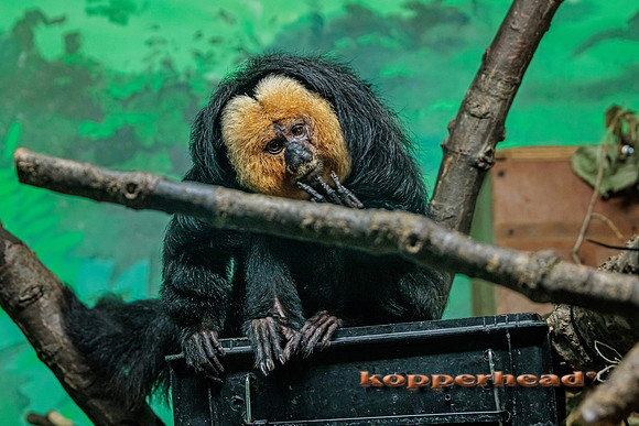 50337 10 2022 Kopperhead