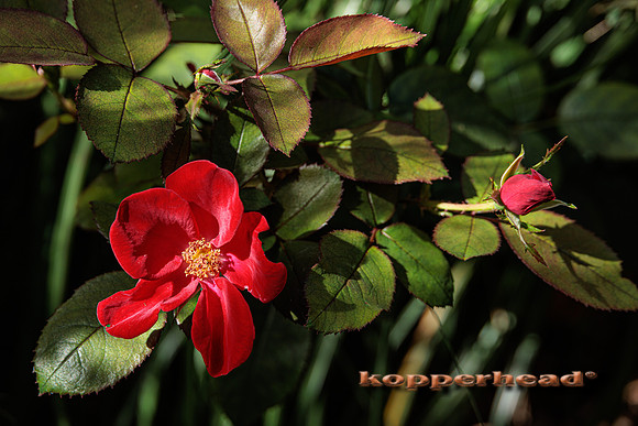 50284 10 2022 Kopperhead