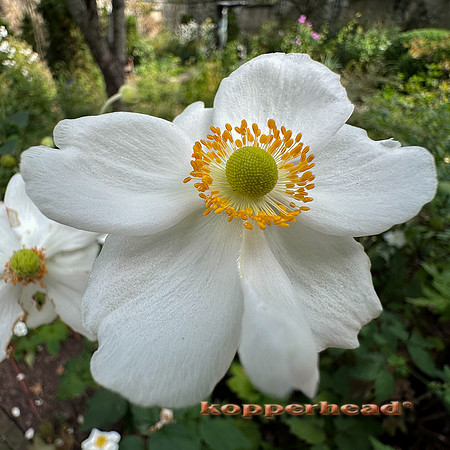 01980 pm14 10 2022 Kopperhead