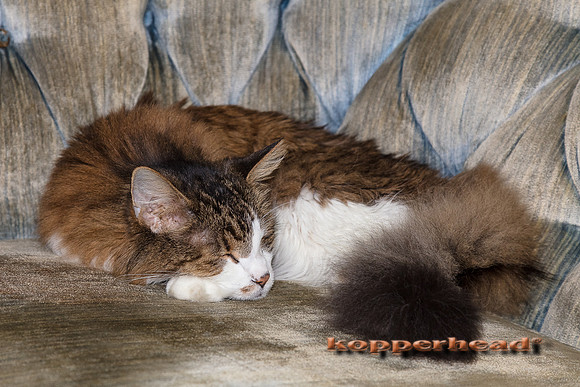 32421 11 2018 Kopperhead