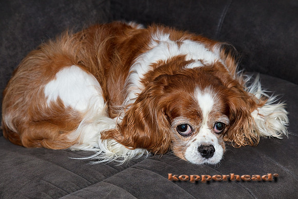 30898 09 2018 Kopperhead