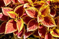 Whetstone Park of Roses