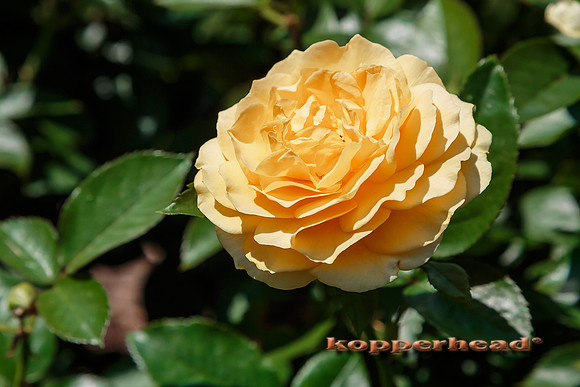39022 07 2015 Kopperhead