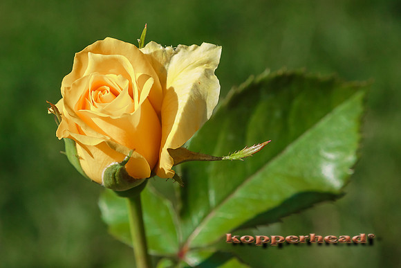 39027 07 2015 Kopperhead