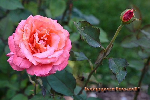 39010 07 2015 Kopperhead