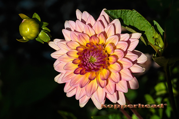 39058 07 2015 Kopperhead