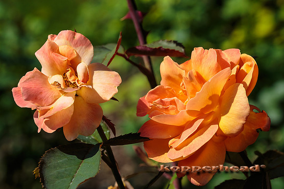 39052 07 2015 Kopperhead
