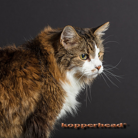 23285 05 2018 Kopperhead