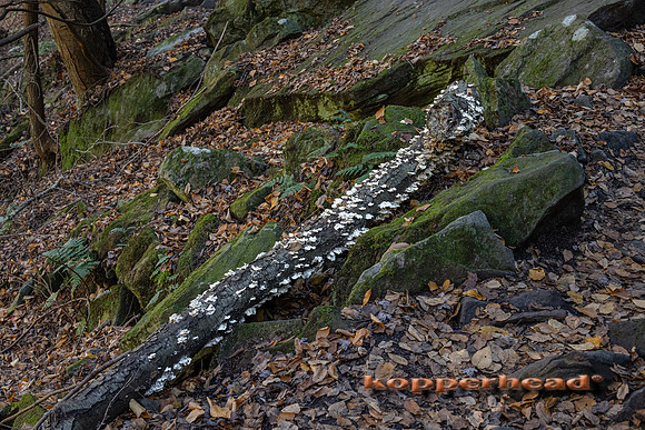 20038 11 2021 Kopperhead