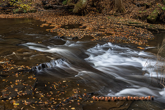 20113 11 2021 Kopperhead