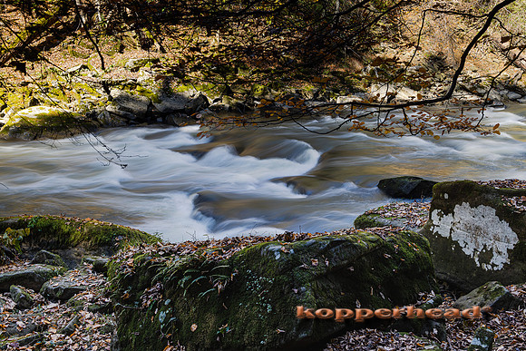 20047 11 2021 Kopperhead