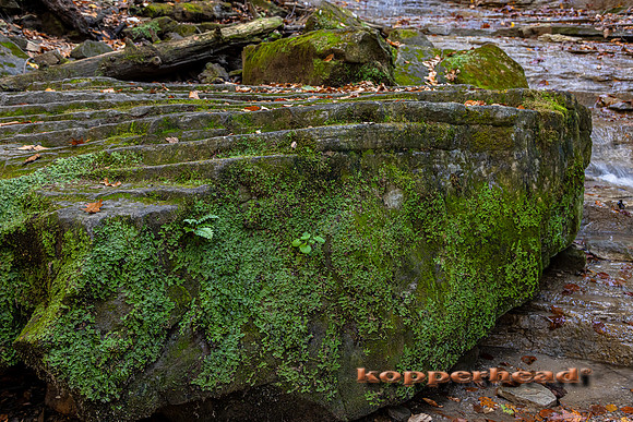 20056 11 2021 Kopperhead