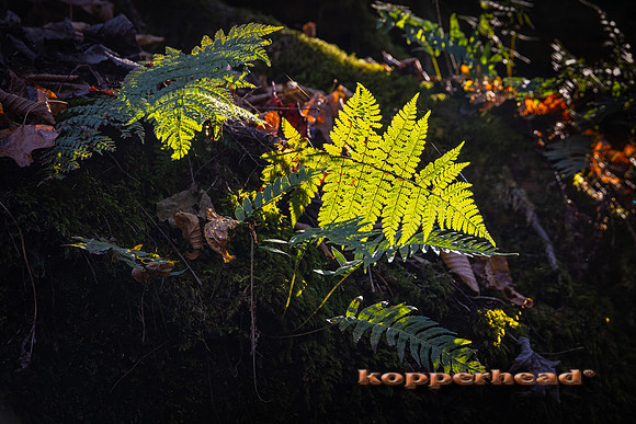 20025 11 2021 Kopperhead