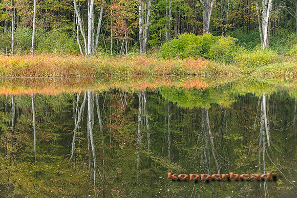 11592 10 2017 Kopperhead