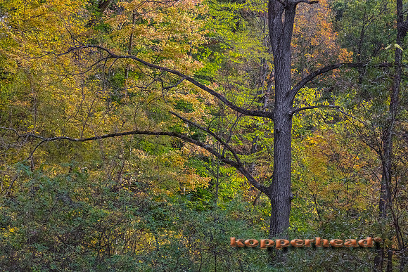 12911 10 2017 Kopperhead