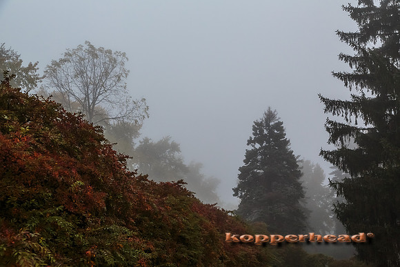 26503 10 2014 Kopperhead