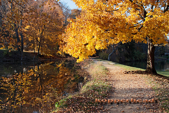 02573x 11 2008 Kopperhead