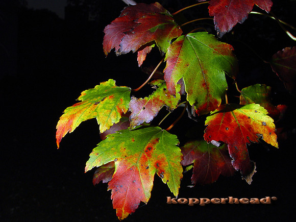 6844x 10 2003 Kopperhead