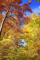 Fall Colors