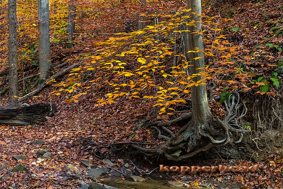 13218 11 2017 Kopperhead