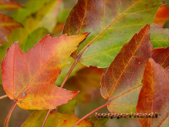 Changing Maples 0221x