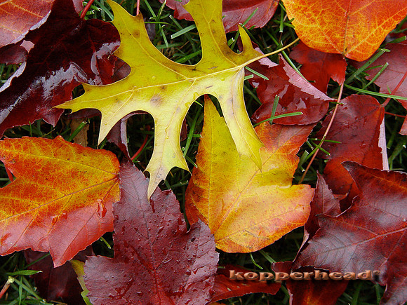 Fallen Colors 0229x