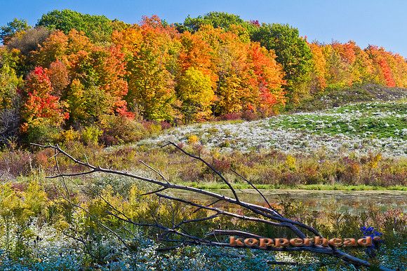 37831 10 2011 Kopperhead