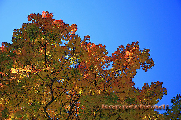 08981xp 10 2009 Kopperhead