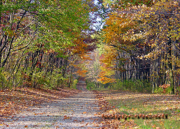 Country Lane in Fall 4p2x