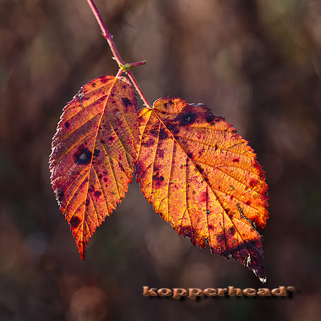 44929 11 2015 Kopperhead