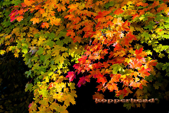 56147 10 2012 Kopperhead