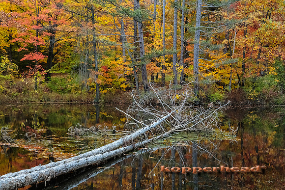 26704 10 2014 Kopperhead