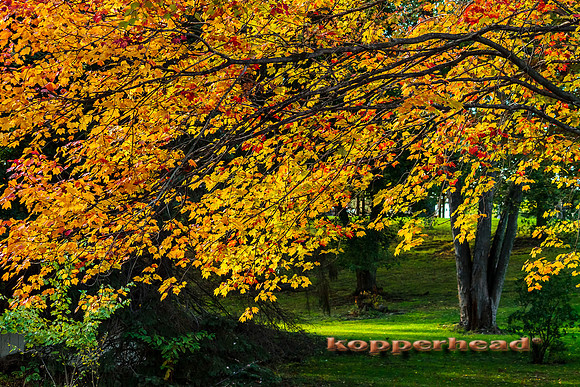 55791 10 2012 Kopperhead