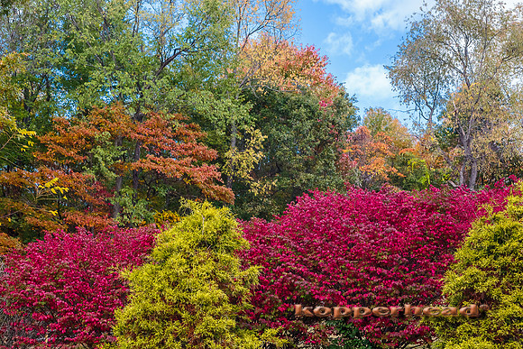 43355 10 2015 Kopperhead