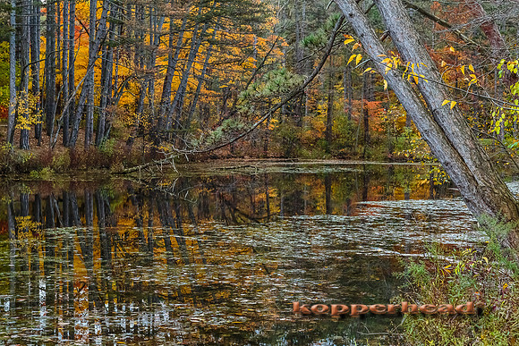 26695 10 2014 Kopperhead