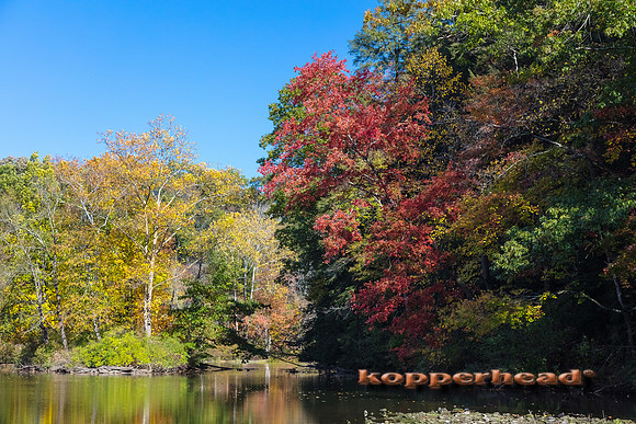 12928 10 2017 Kopperhead