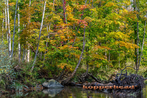 12004 10 2013 Kopperhead