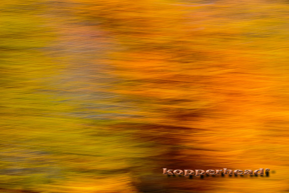 43995 10 2015 Kopperhead