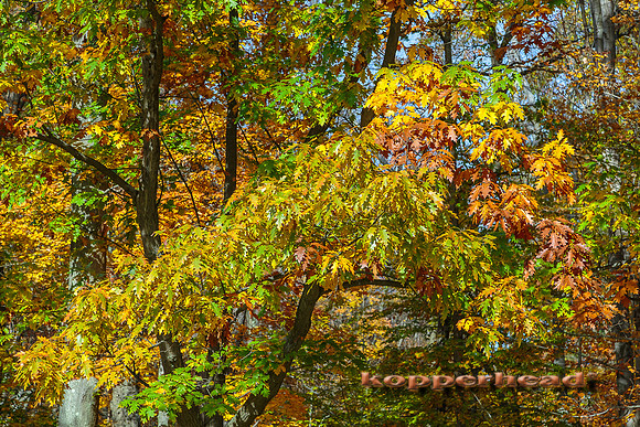 44110 10 2015 Kopperhead