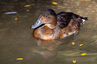 Akron Zoo July - Sept 2021