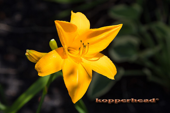 73336 07 2020 Kopperhead