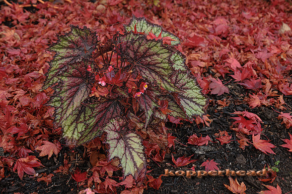 51904 11 2022 Kopperhead