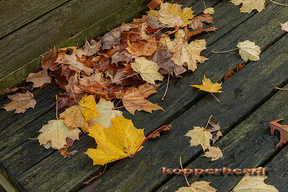 51949 11 2022 Kopperhead
