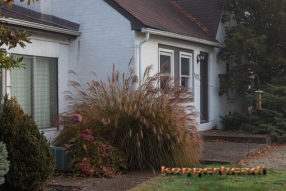 51957 11 2022 Kopperhead