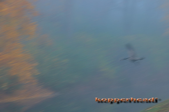 51865b 11 2022 Kopperhead