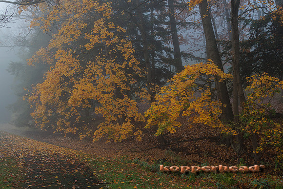 51845 11 2022 Kopperhead